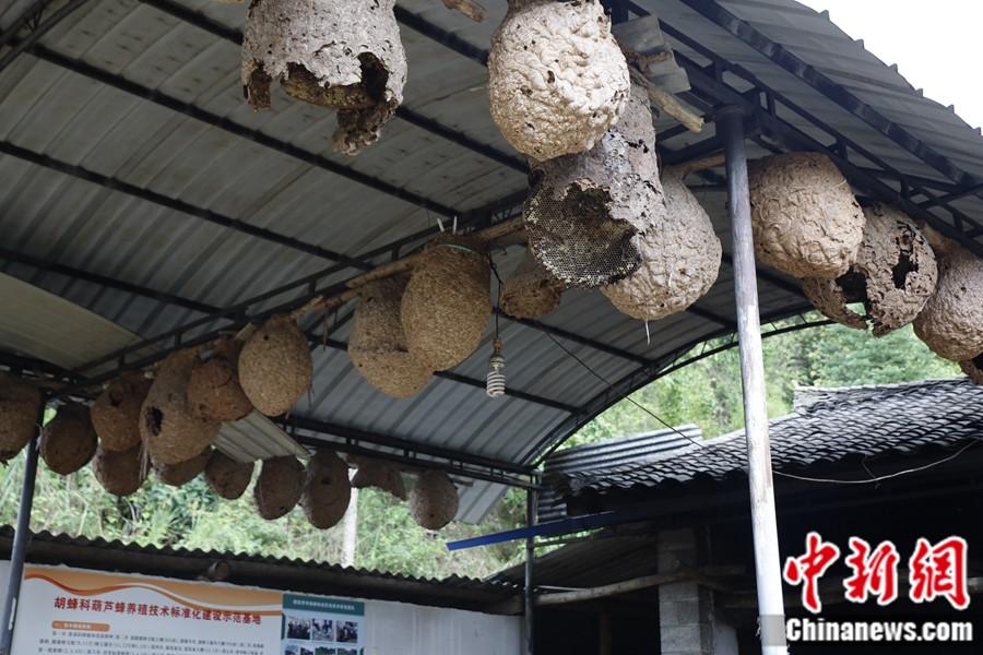 胡蜂養(yǎng)殖基地懸掛著巨大的廢棄蜂巢。中新網(wǎng)記者 張旭 攝