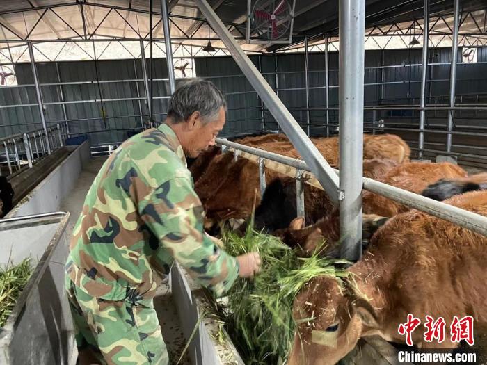 小黃牛養(yǎng)殖基地。　秀洲區(qū)傳媒中心供圖