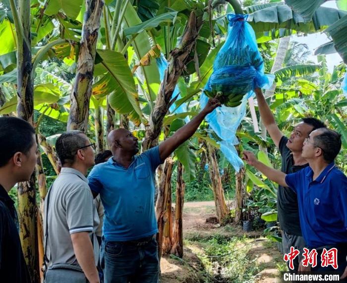 中國專家在斯里蘭卡一處種植園查看香蕉生長情況?！≈兴鼓夏虾献鲗＜医M供圖